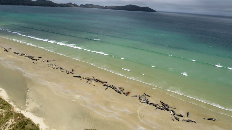 Dead whales on Mason Beach in New Zealand.
